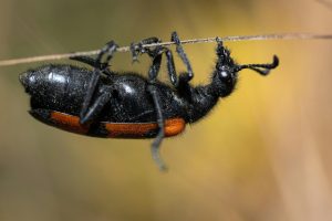 Navigating The World Of Small Business Loans And Grants