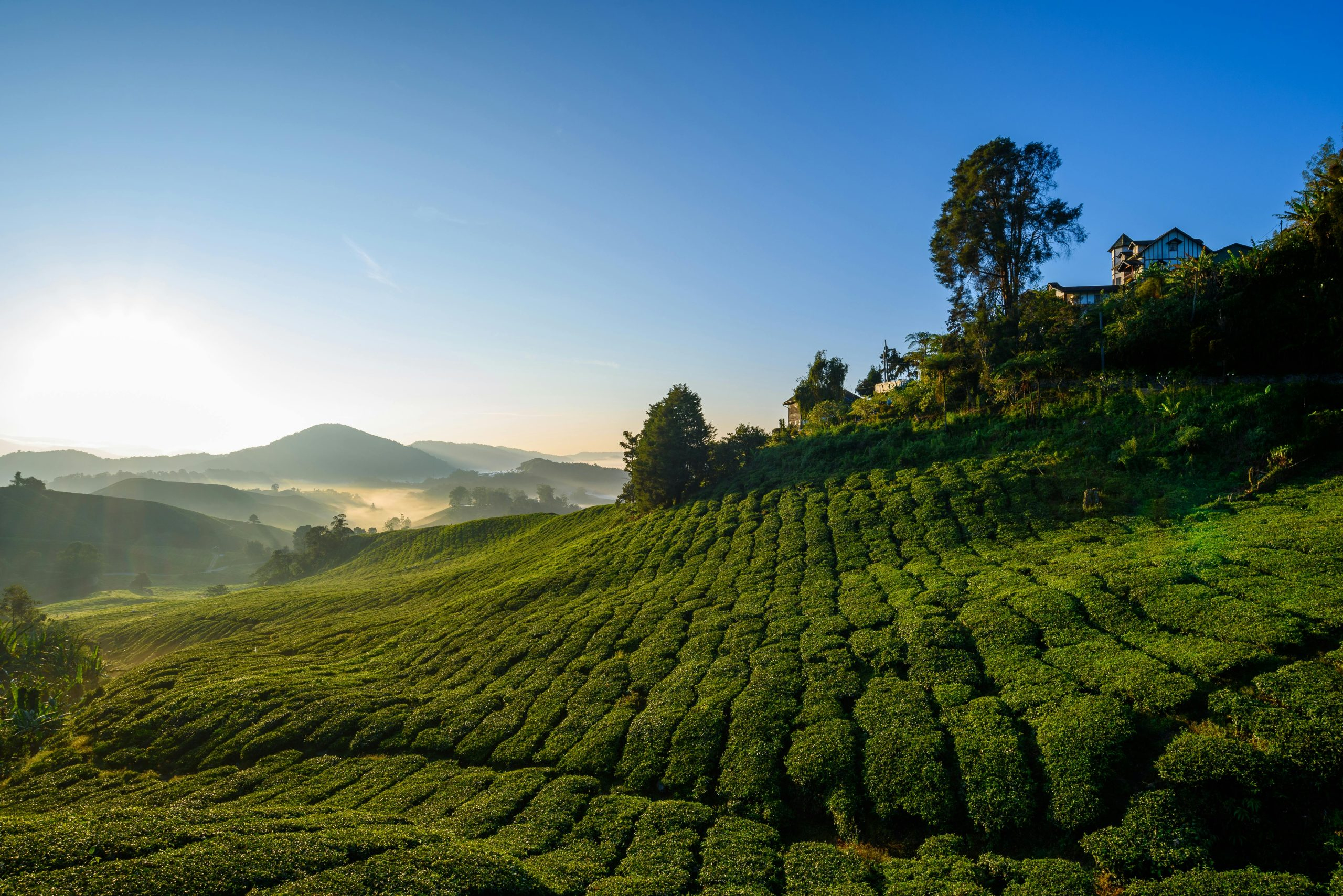 Exploring The World Of Tea Varieties And Proper Brewing Methods